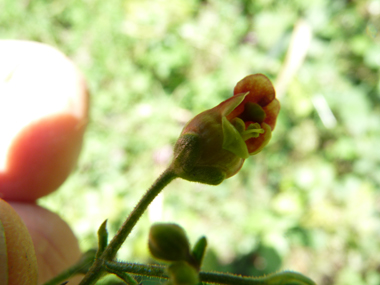 Petites fleurs d'un cm, brun-rougeâtres relativement éparses. Agrandir dans une nouvelle fenêtre (ou onglet)